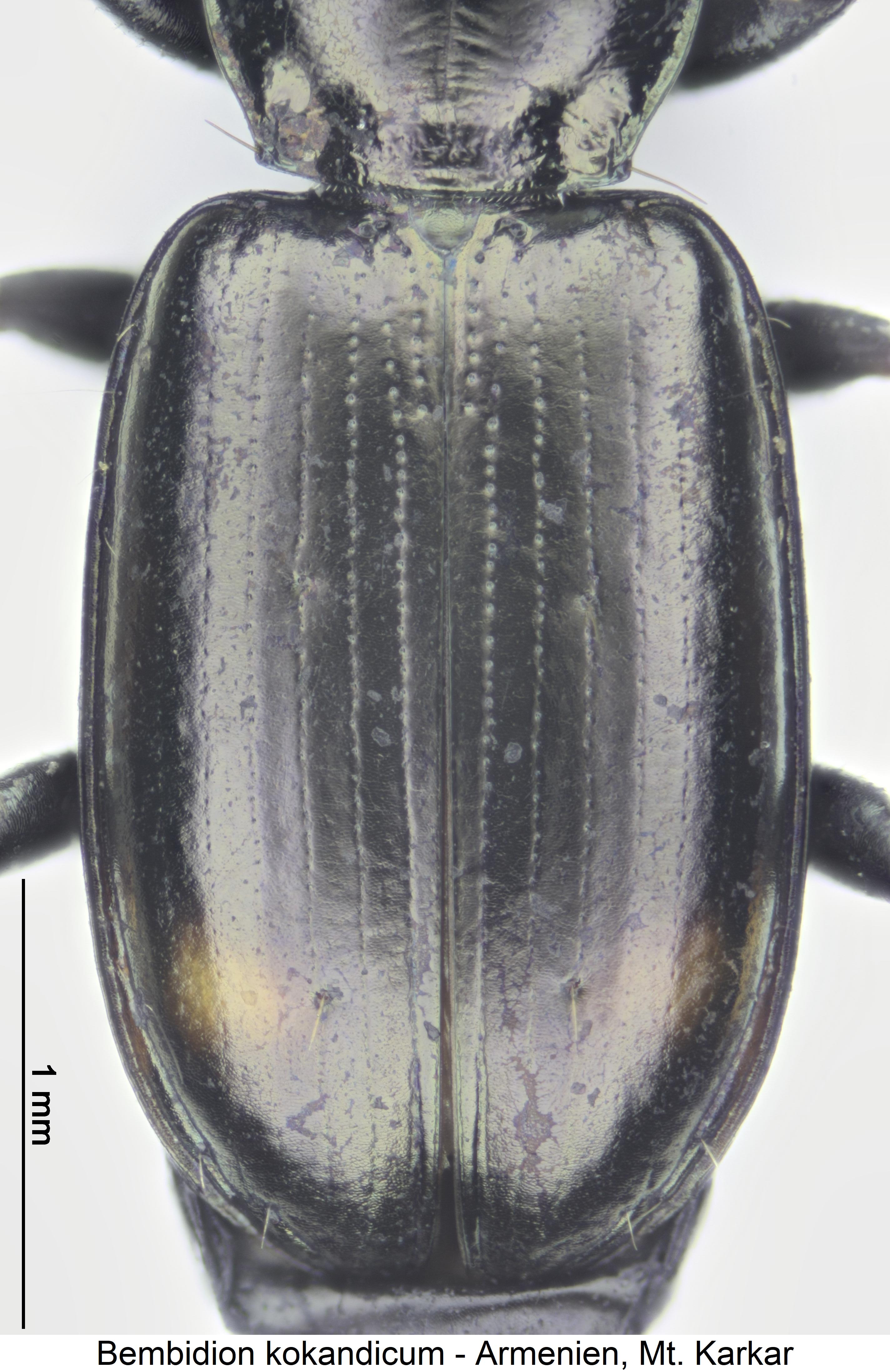 bembidion kokandicum_fld.jpg